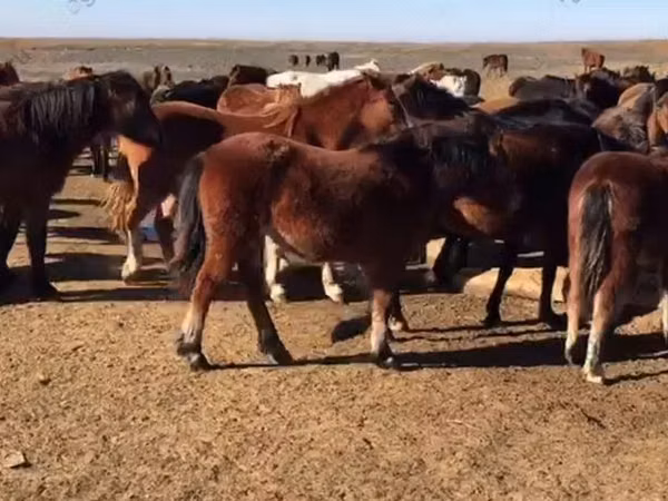 კვიცი, Horse breed