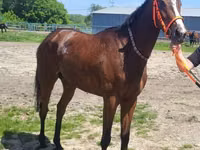 Madyan, Arabian horse — foto 5