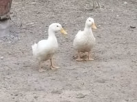 Německý pekin — foto 8