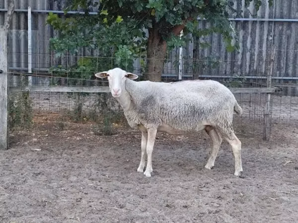 Ovelha, Lacaune sheep