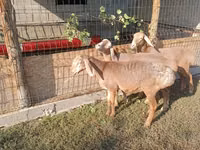 母羊, Arashan sheep — 照片 1