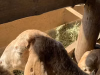 Schaf, Arashan sheep — Foto 3