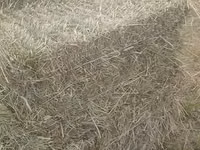 Խոտի տուկեր լավ որակի — الصورة 1