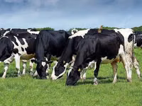 Vaca, Raza Holstein — foto 2