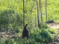 Chickens — foto 3