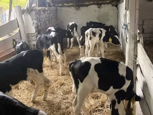Touro, Russian Black pied cattle