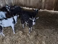 公山羊, Goats — 照片 1