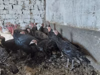 Turkeys — Foto 3
