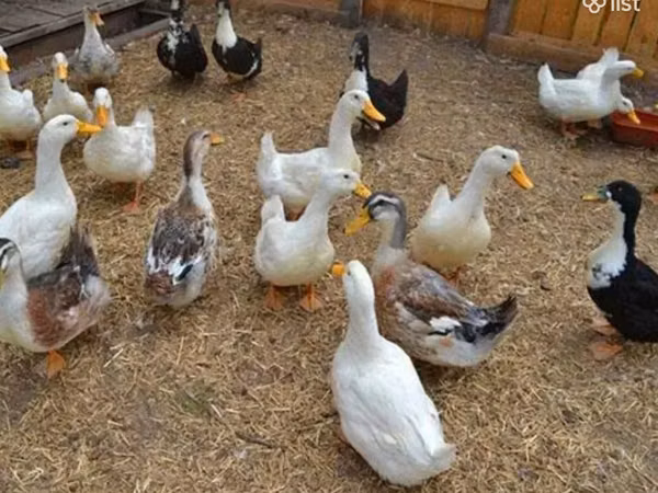 Canard musqué domestique — Arménie