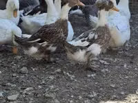 Ducks — foto 2