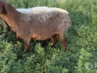 母羊, Sheep — 照片 2