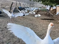 Geese — foto 5