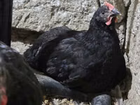 Chickens — foto 4