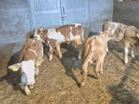 Бұқа, Simmental cattle — 2-сурет