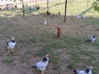 Chickens — foto 3