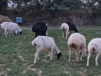 भेड़ें (लॉट, लिंग निर्दिष्ट नहीं), भेड़ — फ़ोटो 3