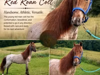 Kůň, Rocky Mountain Horse — foto 1