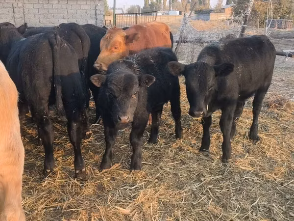 Touro, Aberdeen-Angus