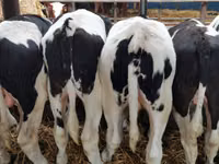 Buğa, Qırmızı-ləkəli cins — foto 7