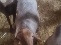 母羊, Edilbay sheep — 照片 2