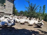 Německý pekin — foto 2