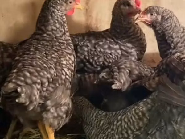 Slovinská proužkovaná slepice