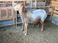 Sheep, Arashan sheep — photo 4