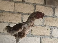 Chickens — foto 5