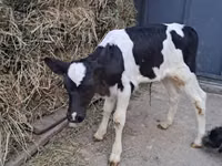 Bulle, Holstein-Rasse — Foto 3