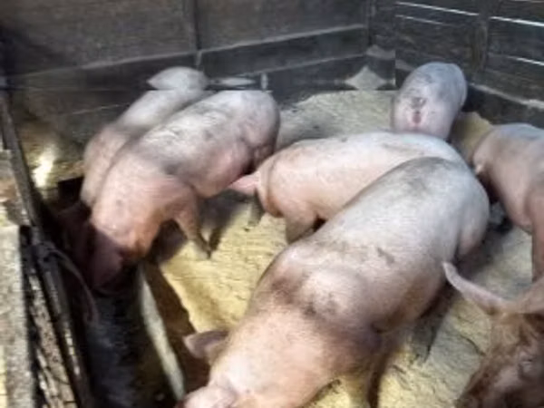 Sow, Pigs