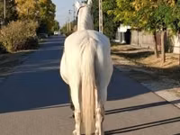 Mare, Horses — photo 2