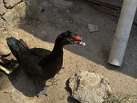 Ducks — foto 3