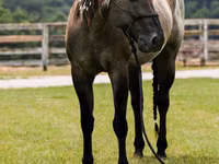 Koń, Quarter Horse — zdjęcie 8