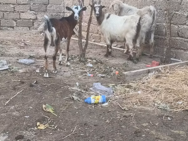 Cabro, Cabras