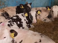Sığır (parti, cinsiyet belirtilmedi), Simmental cattle — foto 6