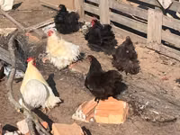 Pekin bantam — foto 1