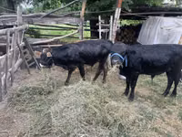 காளை, ஹெரெஃபோர்ட் — புகைப்படம் 7