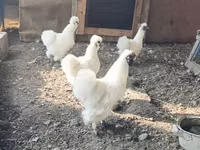 Seidenhuhn — Foto 1
