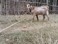 Kozy (partia, płeć nieokreślona), Kozy — zdjęcie 3
