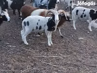 ஆண் ஆடு, Jacob's sheep — புகைப்படம் 2