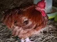 Chickens — 3-rasm