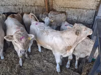 ხარი, Charolais cattle — ფოტო 4