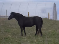 Jument, Black Sea breed — photo 4