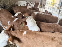 Bulle, Simmental cattle — Foto 2