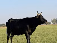 母牛, Cattle — 照片 8