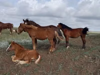 Cavalo, Vladimir heavy draft — foto 2