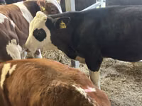 Rinder (Partie, Geschlecht nicht angegeben), Simmental cattle — Foto 4