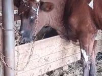 பசு, மாடுகள் — புகைப்படம் 2