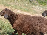 羊（ロット、性別未指定）, Jaidara sheep — 写真 4