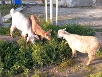Goats (batch, sex not specified), Goats — photo 7